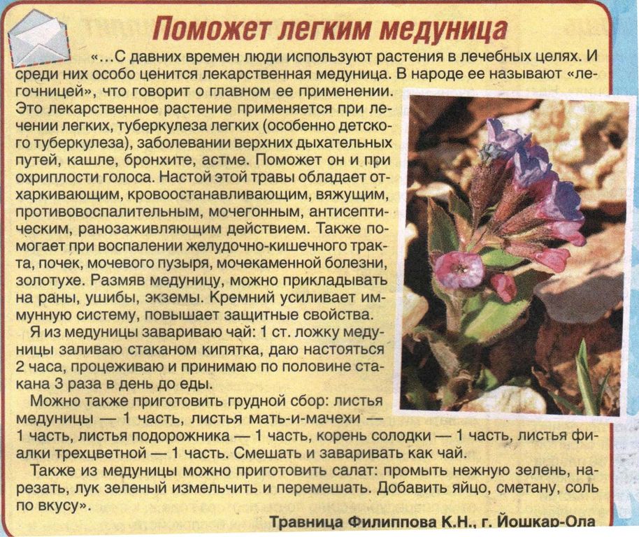 Медуница трава 100 гр. в Екатеринбурге