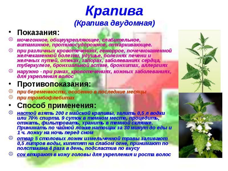 Крапива является лекарственным растением. Крапива двудомная фитотерапия. Крапивы двудомной листья настой. Крапива полезное растение. Полезные свойствакрап вы.
