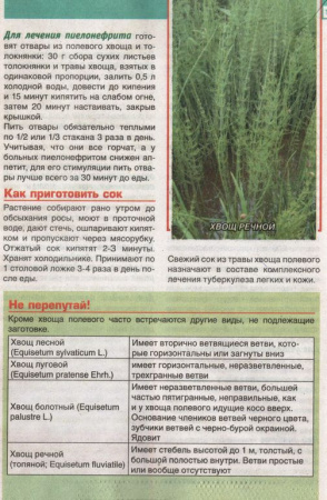 Хвощ трава 200 гр. в Екатеринбурге